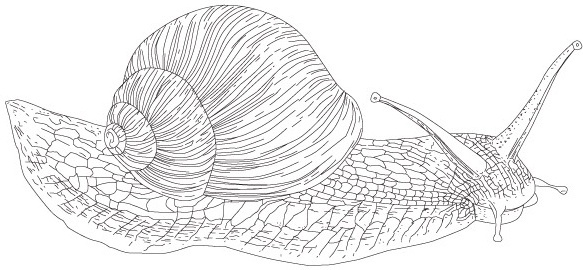 583x270 Vector Turbo Snail Free Vector Download (160 Free Vector) For
