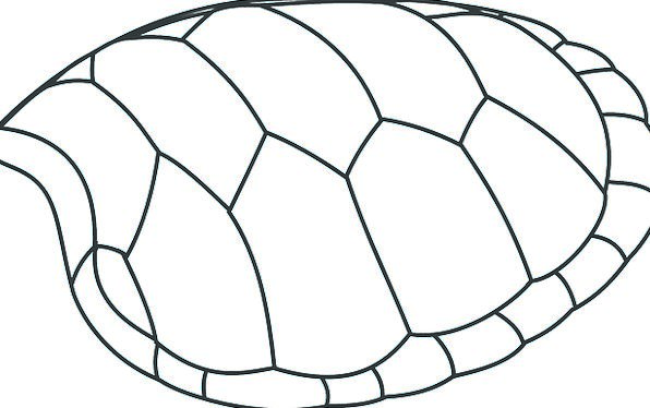 Turtle Shell Pattern Vector at GetDrawings | Free download