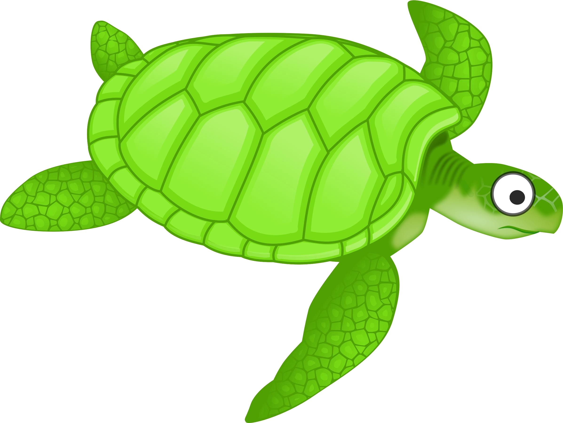 Turtle Vector Art at GetDrawings | Free download