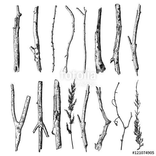 500x500 Set Of Detailed And Precise Ink Drawing Of Wood Twigs, Forest