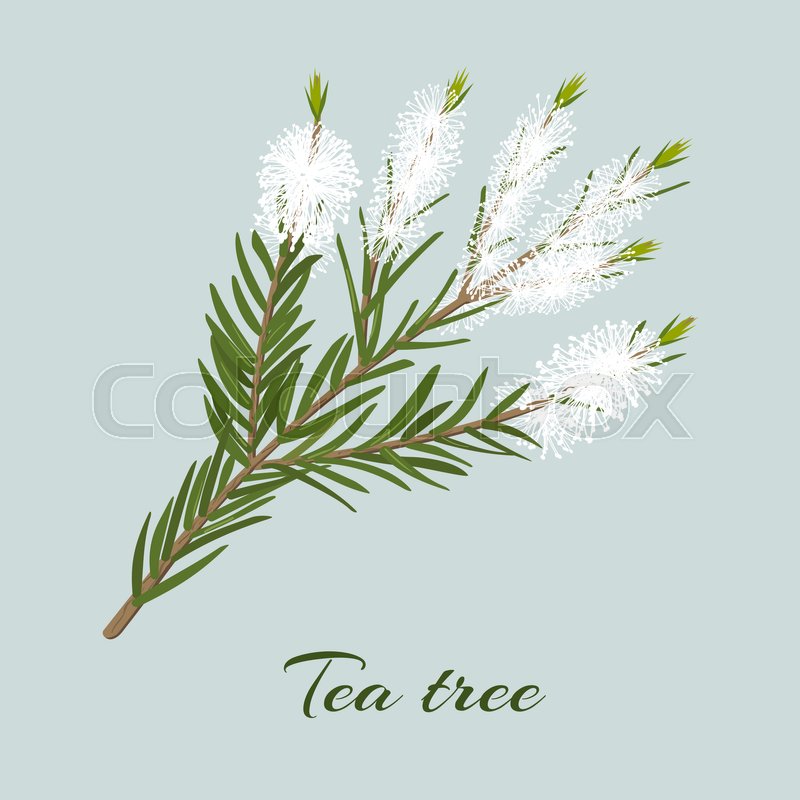 800x800 Tea Tree Blossoming Twig. Branch Of Melaleuca Alternifolia. Vector