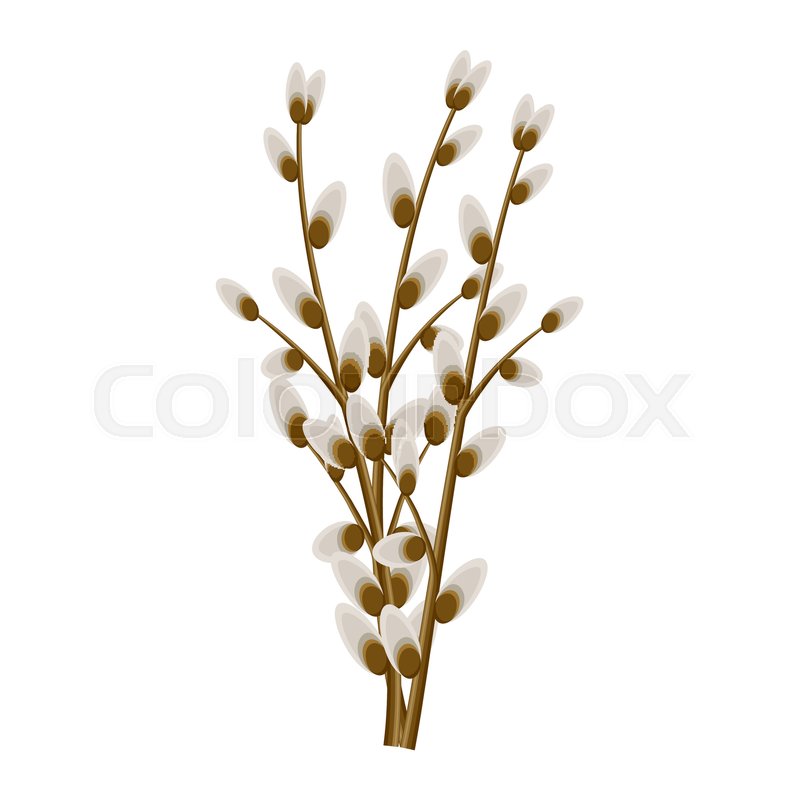 800x800 Bunch Of Willow Twigs Isolated On White Background. Symbolic Tree