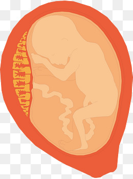 260x349 Uterus Vector Png Images Vectors And Psd Files Free Download