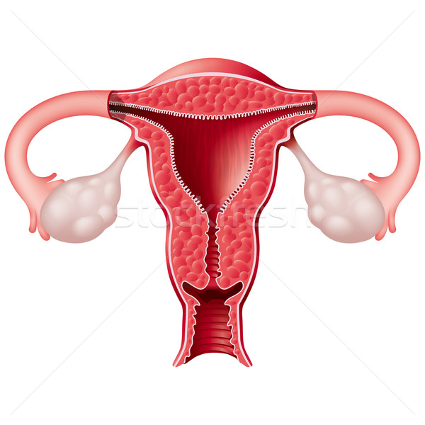 600x600 Uterus Vector Illustration Fixer00 ( 2082873) Stockfresh