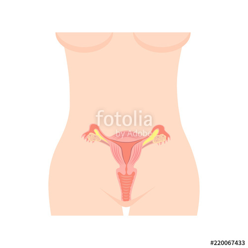 500x500 Uterus Vector Isolation On A White Background Stock Image And