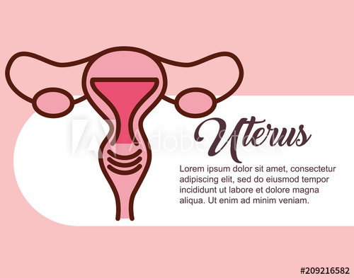 500x393 Pregnancy Fertilization Female Reproductive Uterus Vector