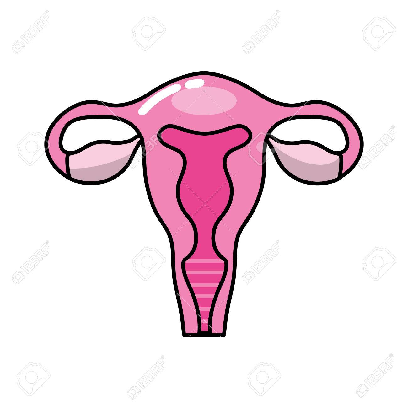 1300x1300 Collection Of Free Fornices Clipart Uterus. Download On Ubisafe