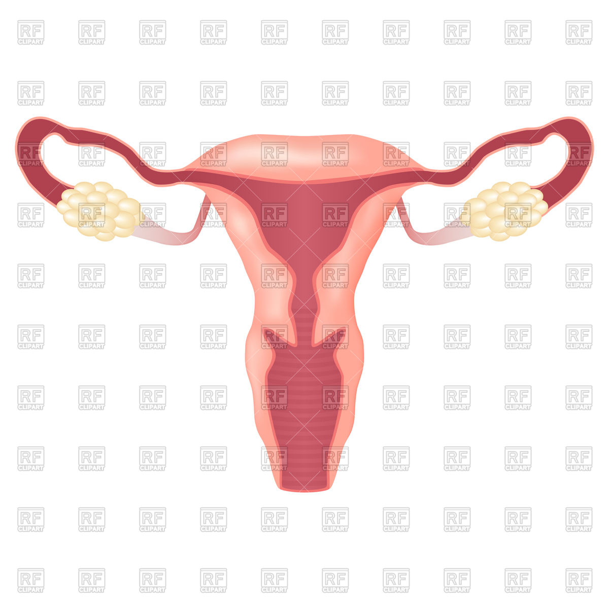1200x1200 Female Reproductive System, Uterus And Ovaries Vector Image