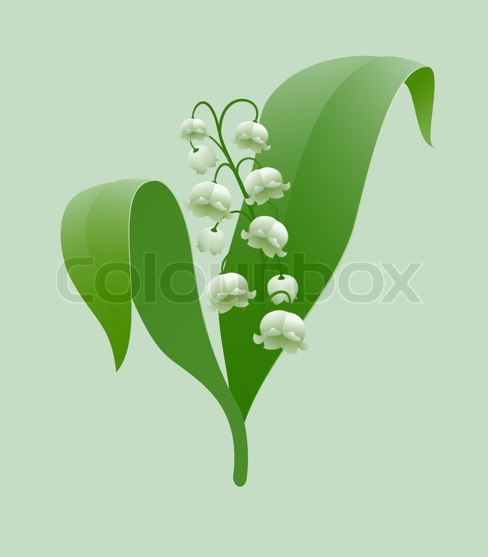 701x800 Lily Of The Valley Stock Vector Colourbox