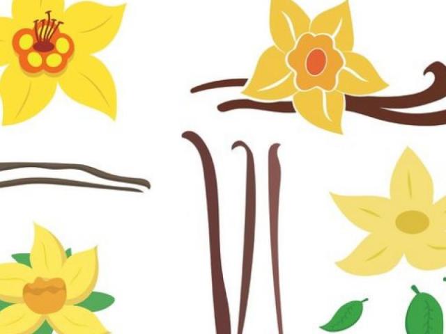 640x480 Vanilla Clipart Vector 12