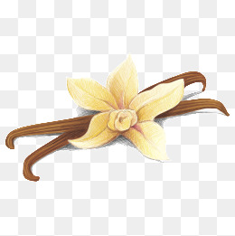 260x261 Vanilla Png, Vectors, Psd, And Clipart For Free Download Pngtree