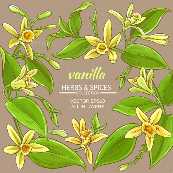 590x590 Vanilla Vector Frame By Cuttlefish84 Graphicriver