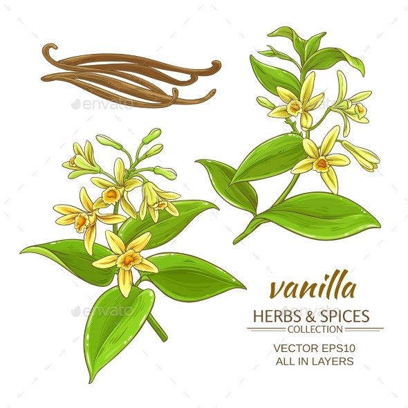 590x590 Vanilla Vector Set By Cuttlefish84 Graphicriver