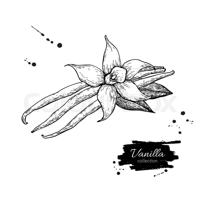 800x800 Vanilla Flower And Bean Stick Vector Drawing. Hand Drawn Sketch