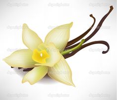 236x203 Vanilla Flower And Vanilla Pods