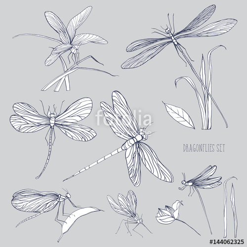 500x500 Set Of Various Dragonflies In Different Poses. Monochrome Hand