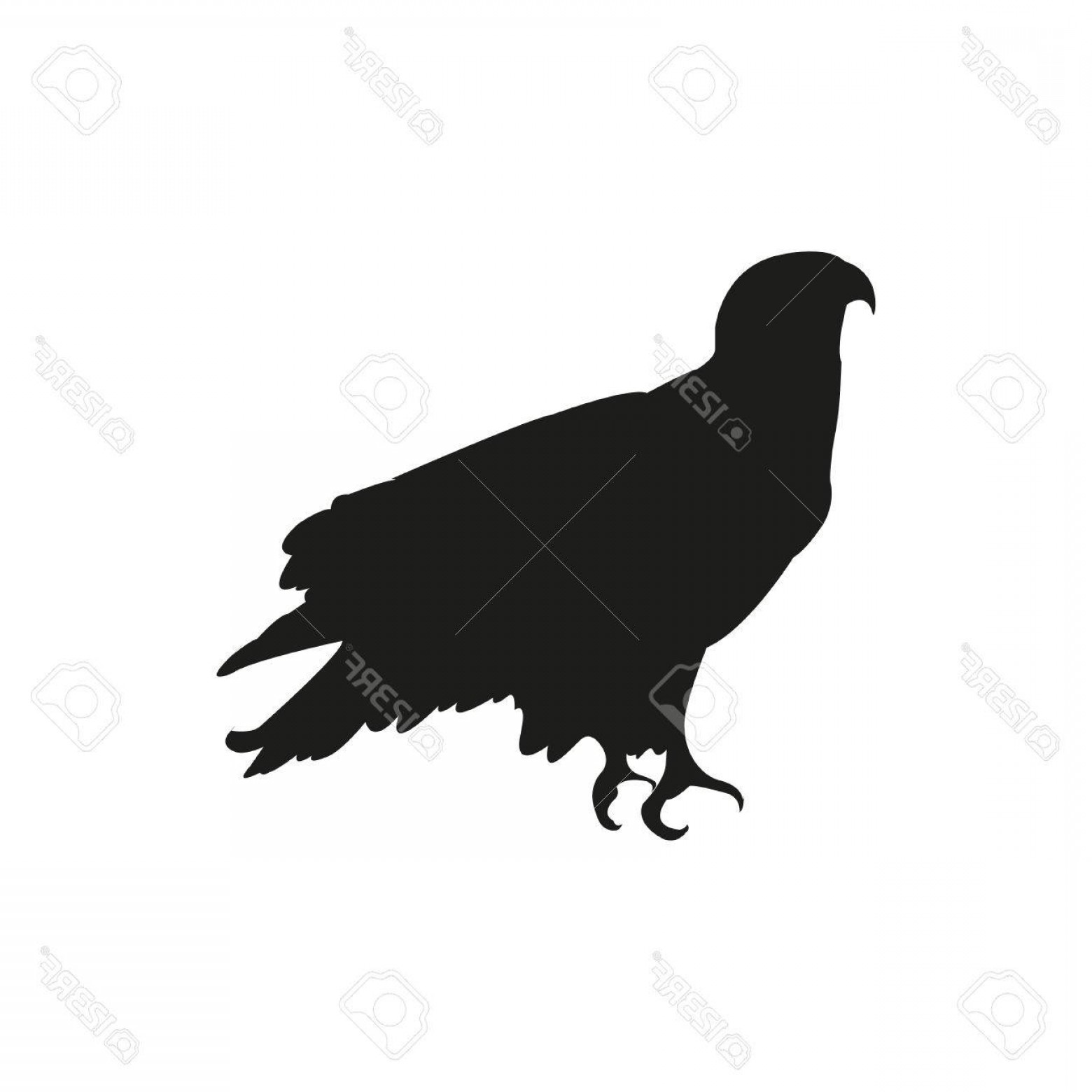 1560x1560 Photostock Vector Bald Eagle Silhouette Sitting Vector