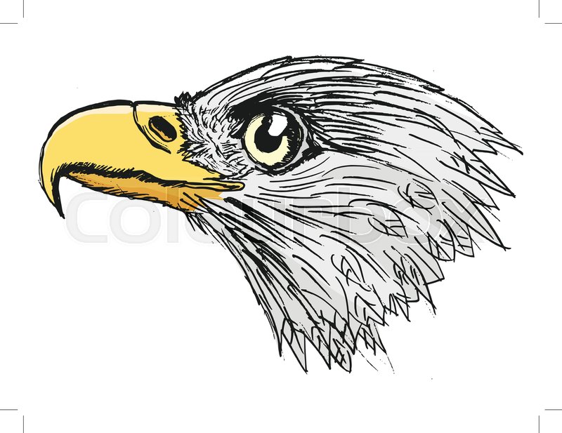 800x617 Vector, Coloured, Sketch, Hand Drawn Image Of Bald Eagle Stock