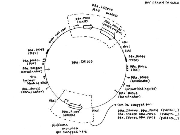 600x451 Synthetic Biologyvectorspsb5 Design