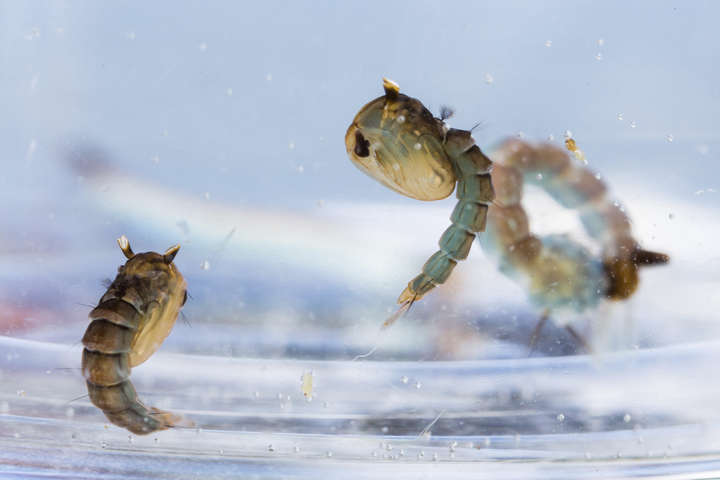 720x480 Vector Biology Lstm