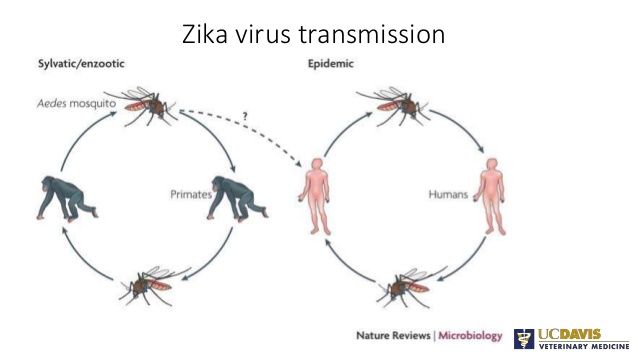 638x359 Vector Biology And Control