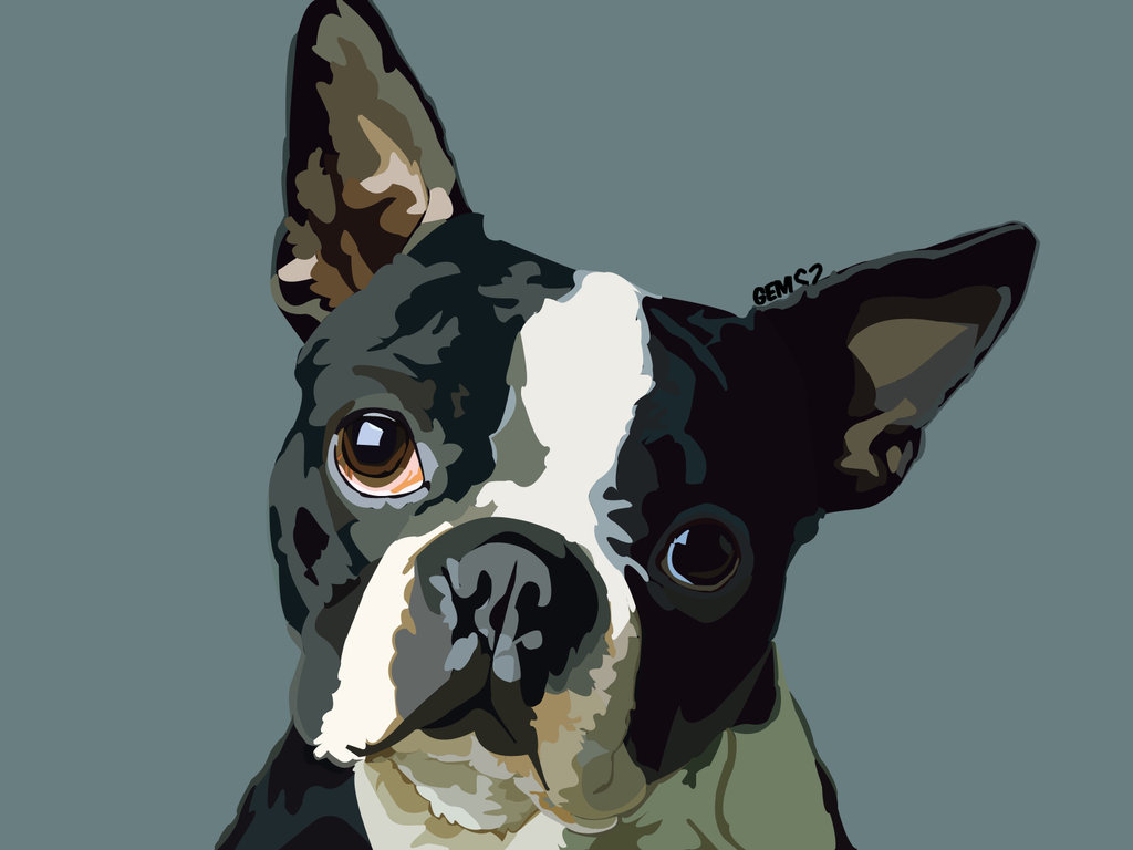 1024x768 Boston Terrier Vector By Altrntvesktchbk