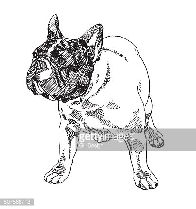 402x429 Boston Terrier Vector Premium Clipart
