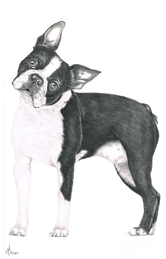577x900 Boston Terrier Clipart Vector