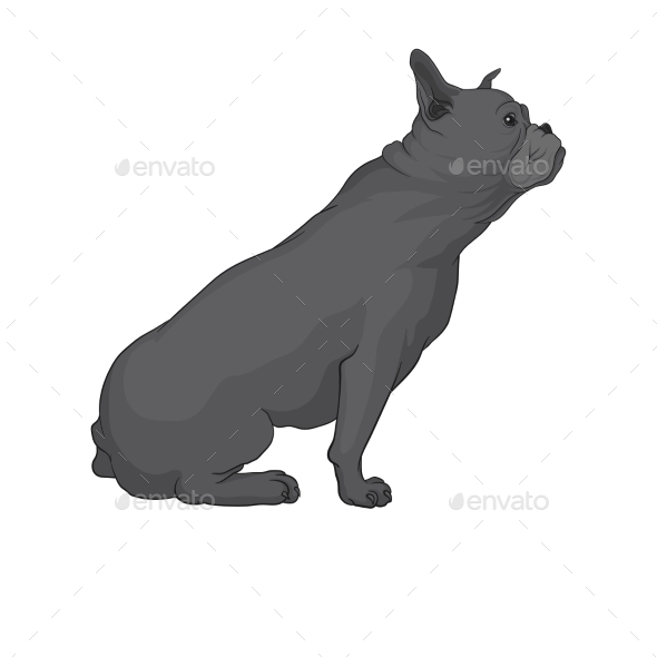 590x590 Cartoon Vector Drawing Of Boston Terrier Side By Happypictures
