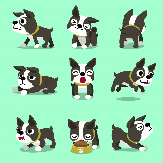 626x626 Cartoon Character Boston Terrier Dog Poses Vector Premium Download
