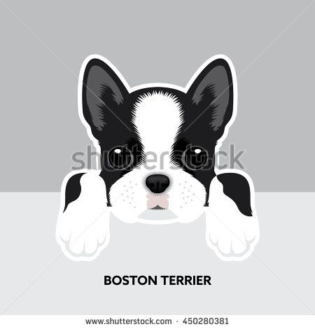 450x470 Vector Illustration Portrait Of Boston Terrier Puppy. Dog Isolated