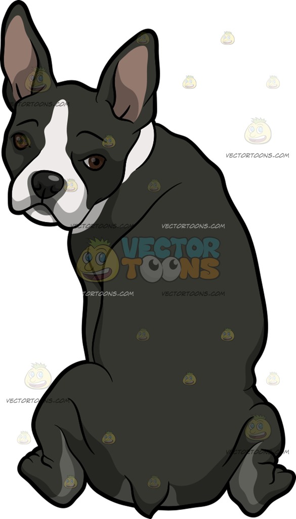585x1024 A Shy Boston Terrier Pet Dog Clipart By Vector Toons