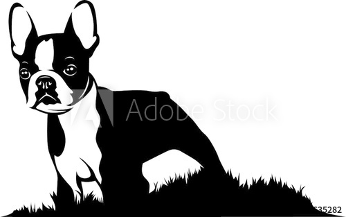 500x313 Boston Terrier