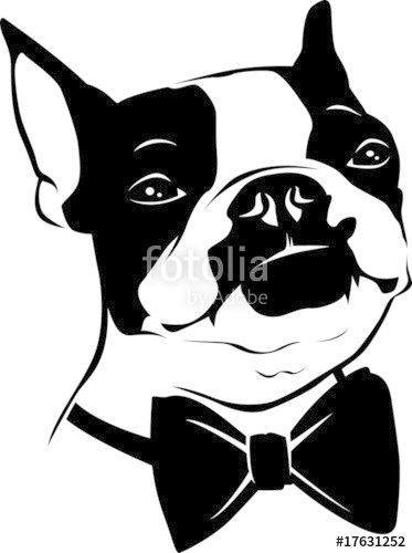 373x500 Boston Terrier