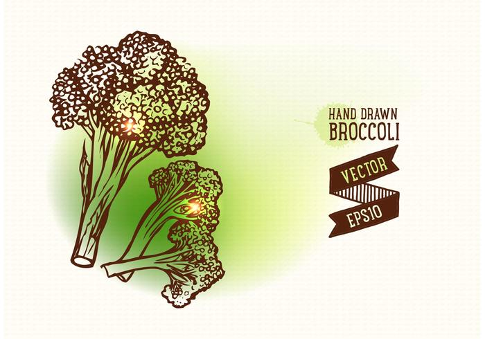 700x490 Free Hand Drawn Broccoli Vector Illustration