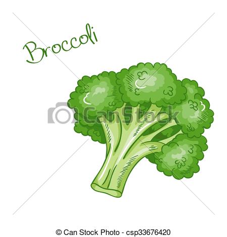 450x470 Vector Isolated Cartoon Fresh Hand Drawn Broccoli. . Vector
