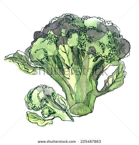 450x470 Watercolor Broccoli, Vector Illustration With Vegetables Painted