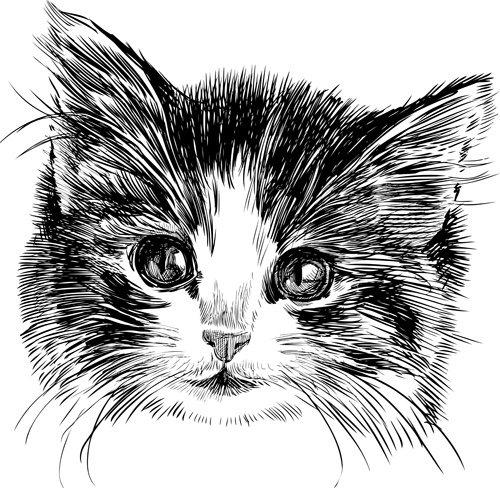 500x488 Hand Drawn Cats Head Vector Set Free Vector In Adobe Illustrator