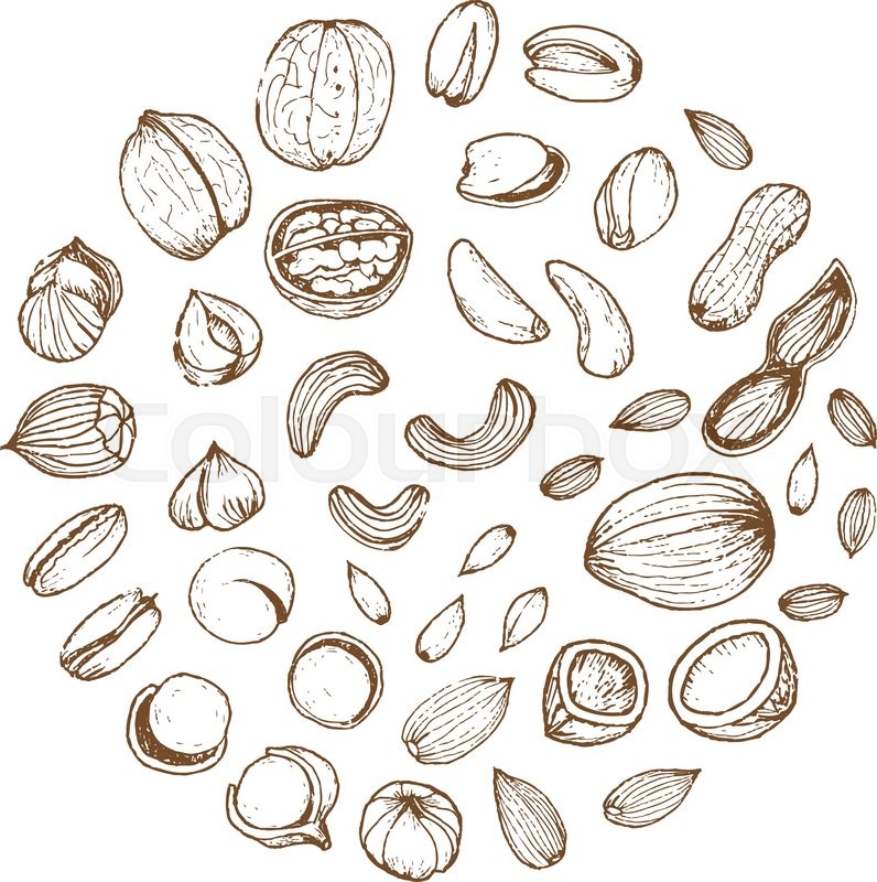 796x800 Nuts Collection Drawings. Sketches. Hand Drawing. Vector