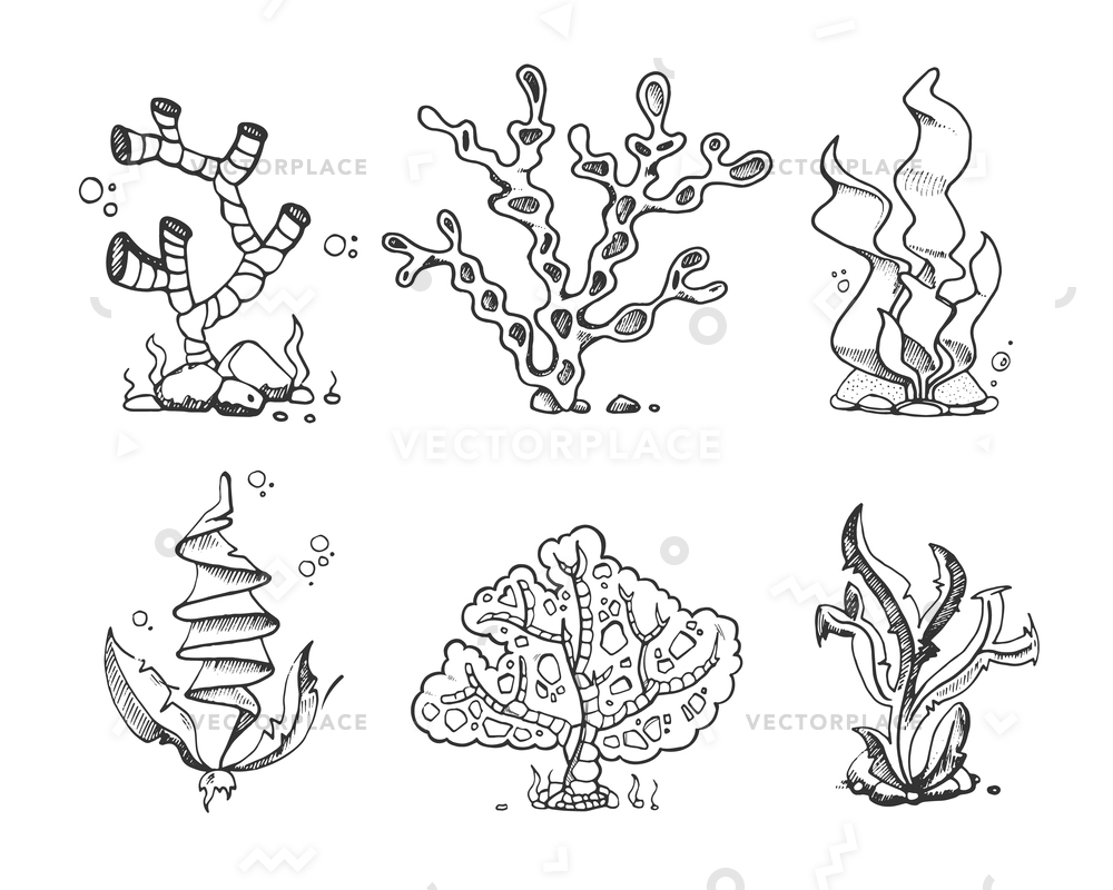 1000x800 Marine Seaweeds Sea Flora Ocean Plants Vector Illustration 8345