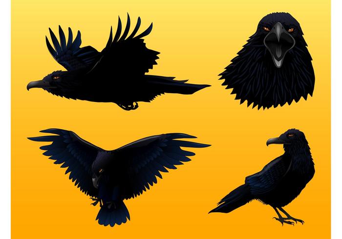 700x490 Crow Graphics Set