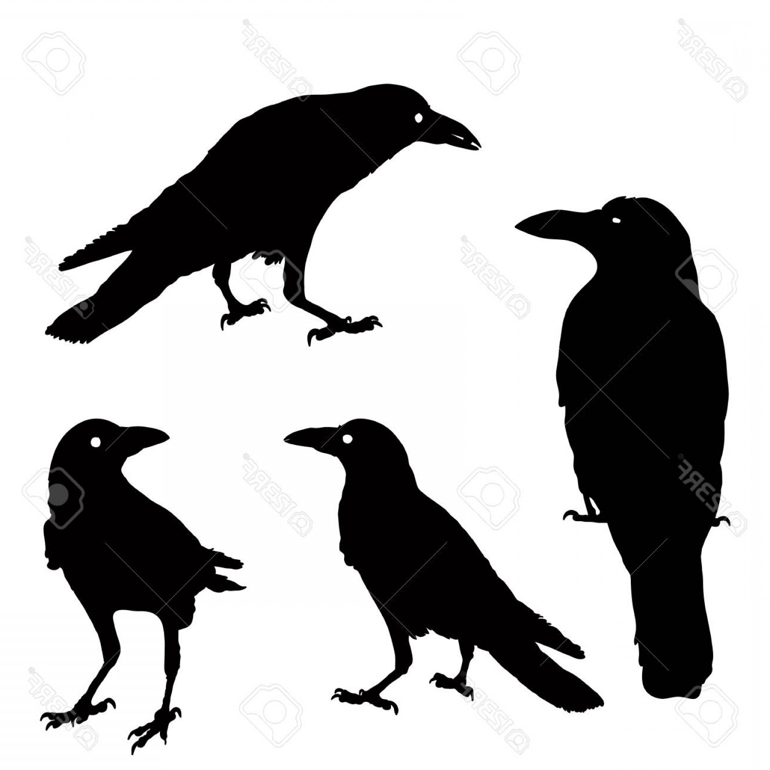1560x1560 Photostock Vector Silhouette Of A Crows In Different Positions