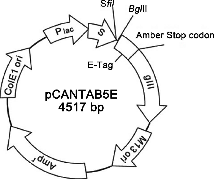 750x628 Phage Display Vector Pcantab 5e. The Restriction Sites Sfii And