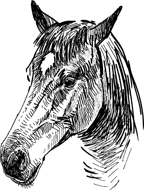 500x656 Draw Horses Vector 05 Free Download