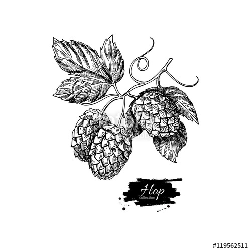 500x500 Hop Plant Vector Drawing Illustration. Hand Drawn Artistic Beer