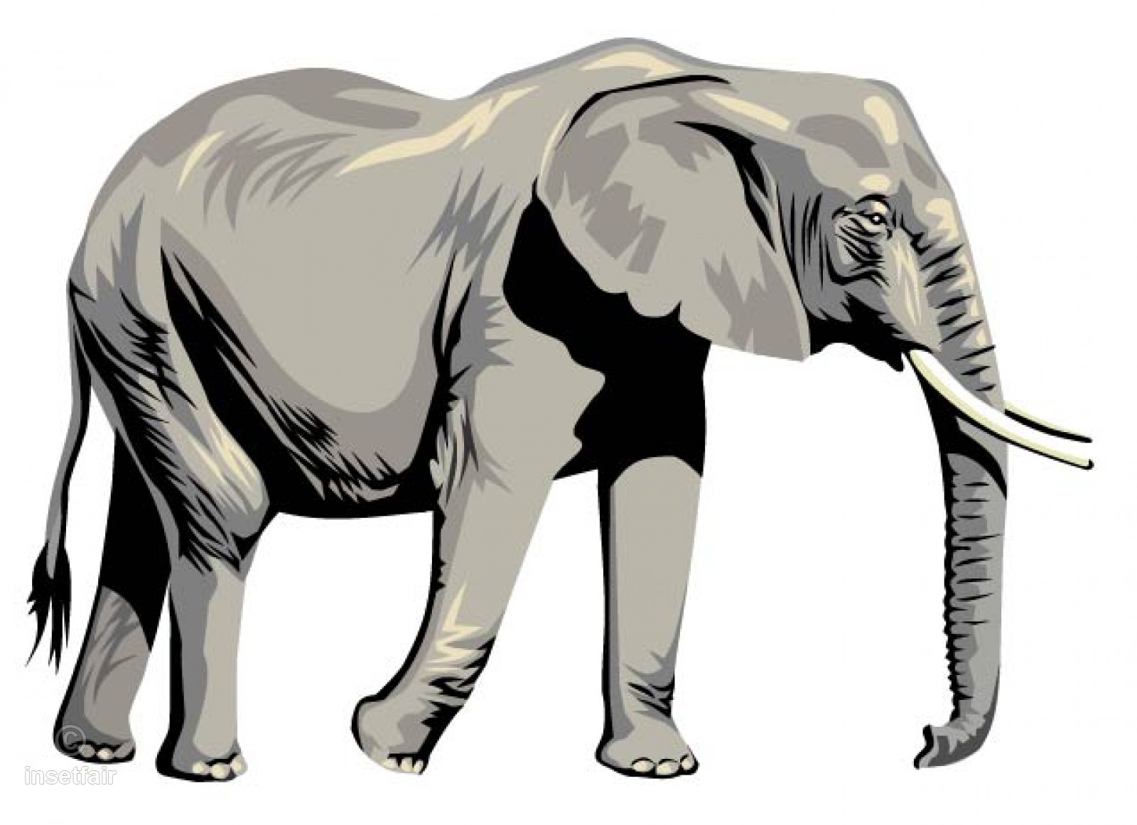 1600x1161 Large Elephant Realistic Vector Drawing With Ai