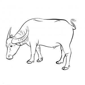 300x300 Buffalo Vector Drawing Archives