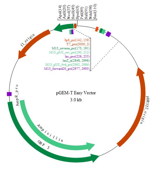 522x579 Download Plasmid Map Of Pgem T Easy Vector