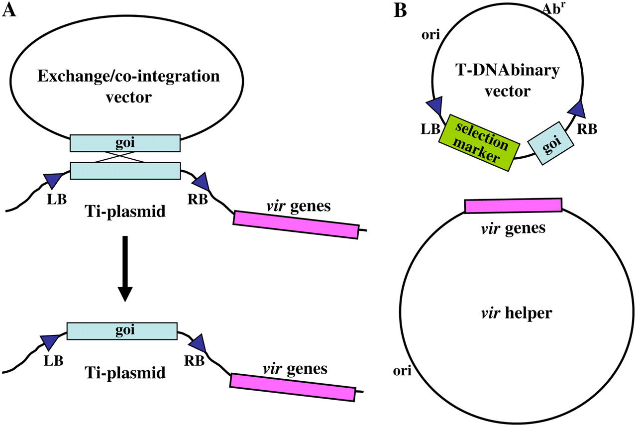 1280x858 T Dna Binary Vectors And Systems Plant Physiology
