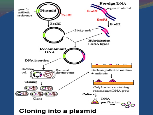 Vector Genetics at GetDrawings | Free download